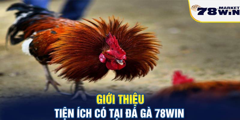 Giới thiệu tiện ích có tại đá gà 78win