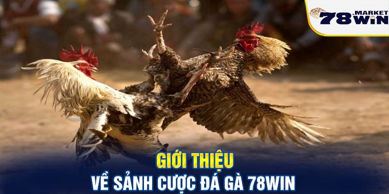 Giới thiệu về sanh cược đá gà 78win